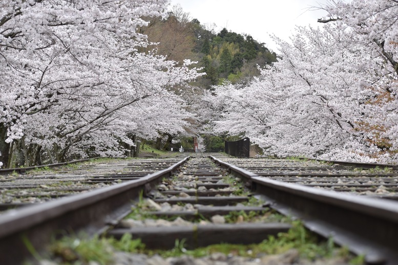 春の京都の名所観光_蹴上インクライン_桜の見どころ_インスタ映えなフォトスポット