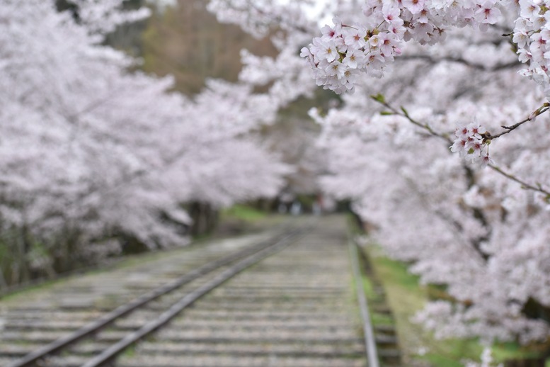 春の京都の名所観光_蹴上インクライン_桜の見どころ_インスタ映えなフォトスポット