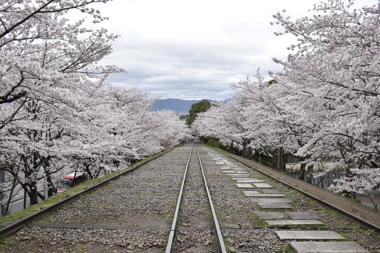 春の京都の名所観光_蹴上インクライン_桜の見どころ_インスタ映えなフォトスポット