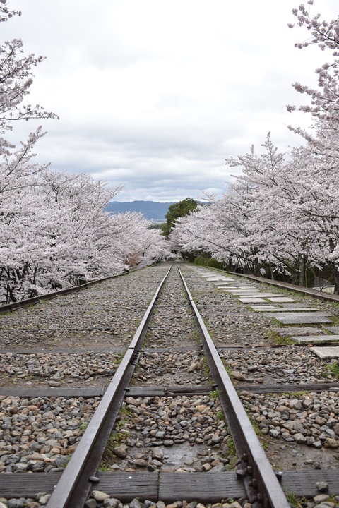 春の京都の名所観光_蹴上インクライン_桜の見どころ_インスタ映えなフォトスポット