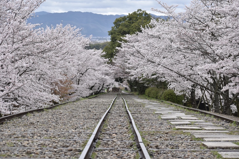 春の京都の名所観光_蹴上インクライン_桜の見どころ_インスタ映えなフォトスポット