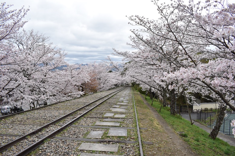 春の京都の名所観光_蹴上インクライン_桜の見どころ_インスタ映えなフォトスポット