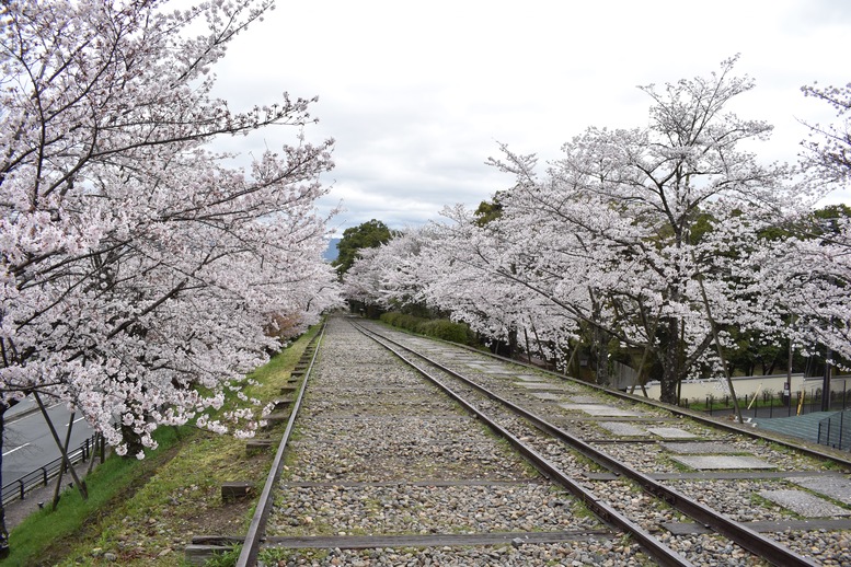 春の京都の名所観光_蹴上インクライン_桜の見どころ_インスタ映えなフォトスポット