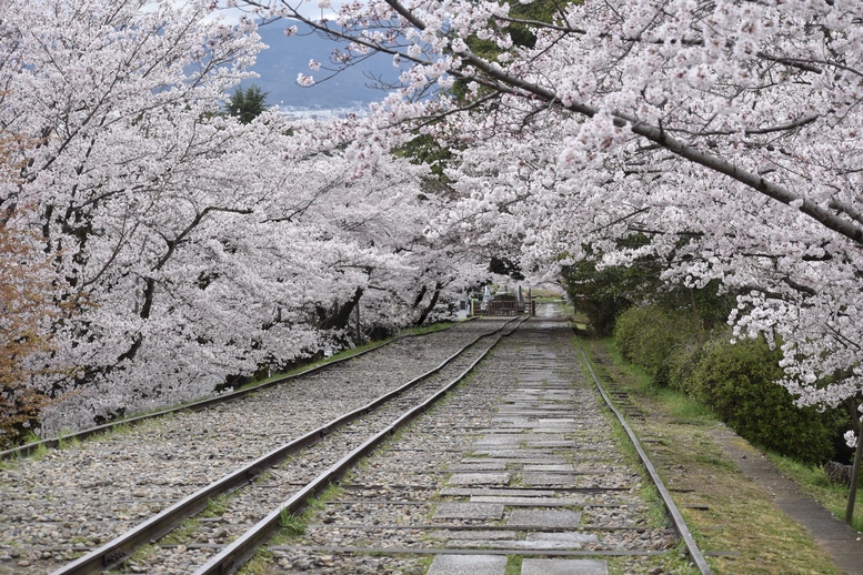 春の京都の名所観光_蹴上インクライン_桜の見どころ_インスタ映えなフォトスポット