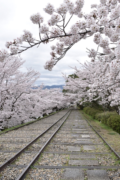 春の京都の名所観光_蹴上インクライン_桜の見どころ_インスタ映えなフォトスポット