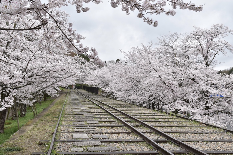 春の京都の名所観光_蹴上インクライン_桜の見どころ_インスタ映えなフォトスポット