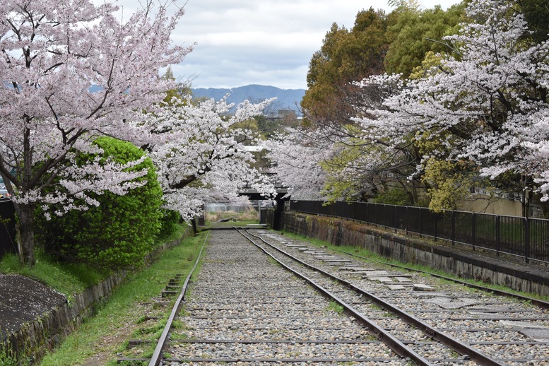 春の京都の名所観光_蹴上インクライン_桜の見どころ_インスタ映えなフォトスポット