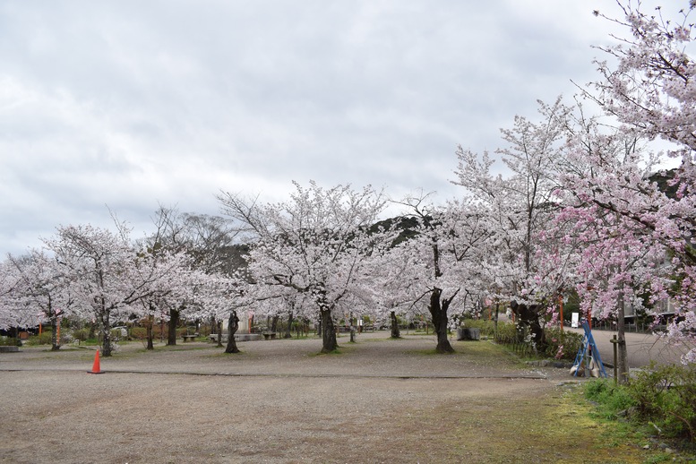 春の京都の見どころ_円山公園_桜の名所観光