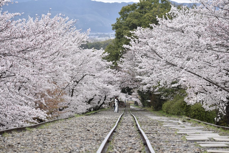 春の京都の名所観光_蹴上インクライン_桜の見どころ_インスタ映えなフォトスポット