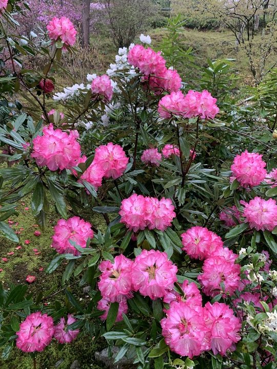 春の京都の見どころ_嵐山の名所_天龍寺の桜_百花苑の花々