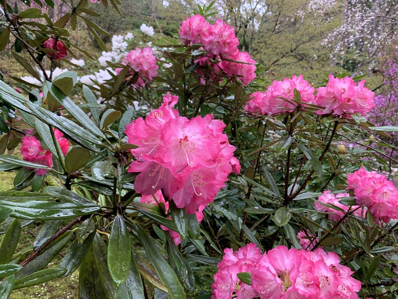 春の京都の見どころ_嵐山の名所_天龍寺の桜_百花苑の花々