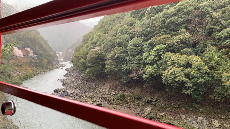 春の京都の見どころ_嵐山の名所_嵯峨野トロッコ列車と桜観光