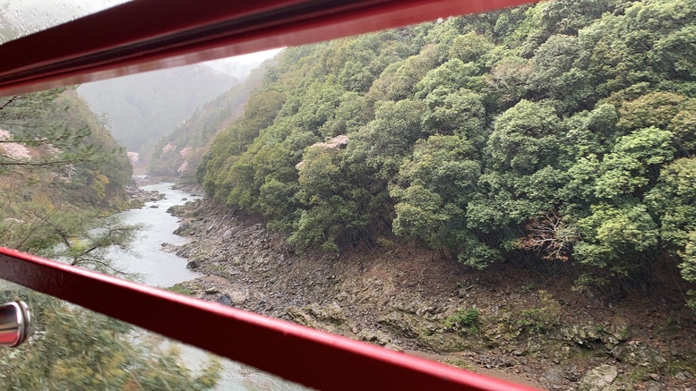 春の京都の見どころ_嵐山の名所_嵯峨野トロッコ列車と桜観光