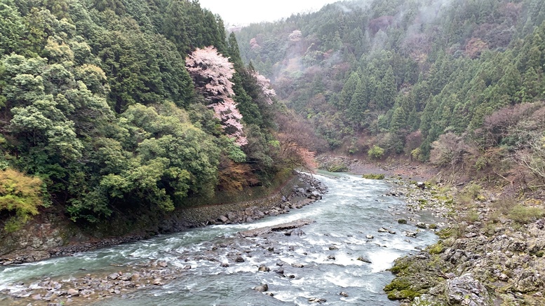 春の京都の見どころ_嵐山の名所_嵯峨野トロッコ列車と桜観光