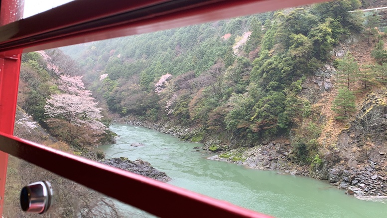 春の京都の見どころ_嵐山の名所_嵯峨野トロッコ列車と桜観光