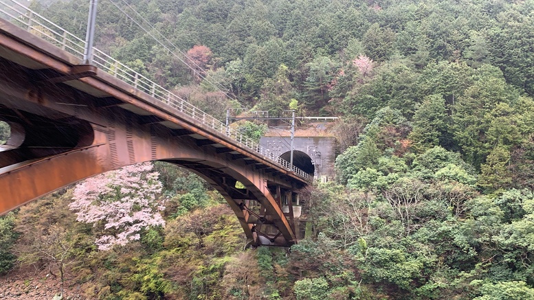 春の京都の見どころ_嵐山の名所_嵯峨野トロッコ列車と桜観光