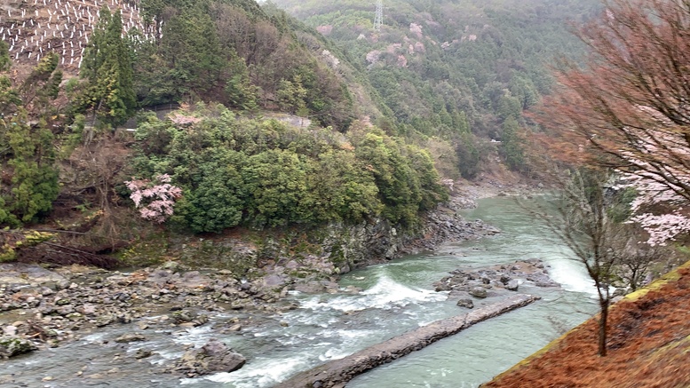 春の京都の見どころ_嵐山の名所_嵯峨野トロッコ列車と桜観光