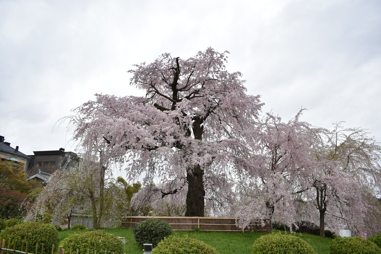 春の京都の名所観光_円山公園の桜_祇園の夜桜