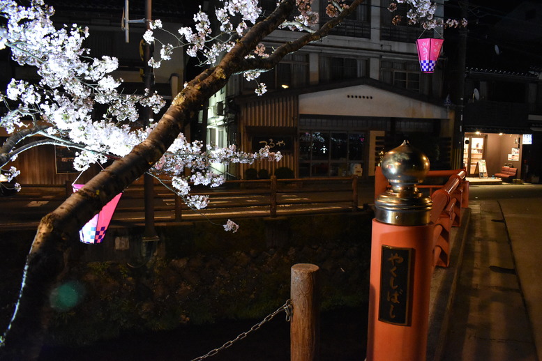 城崎温泉の風景_ライトアップ_夜桜