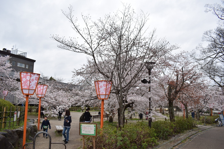 春の京都の名所観光_円山公園の桜