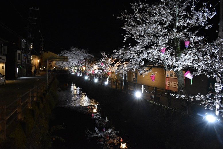 城崎温泉の風景_ライトアップ_夜桜