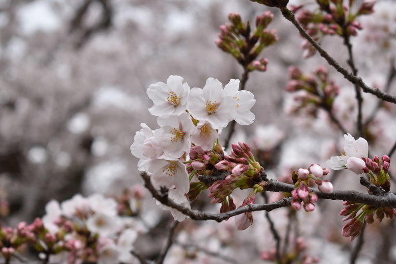 春の京都の名所観光_円山公園の桜