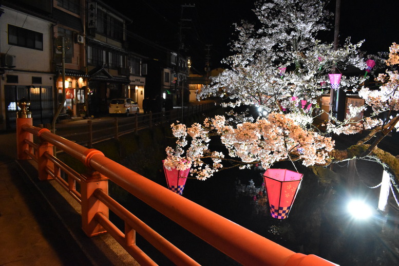城崎温泉の風景_ライトアップ_夜桜