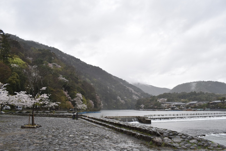 春の京都の見どころ_嵐山の桜_渡月橋