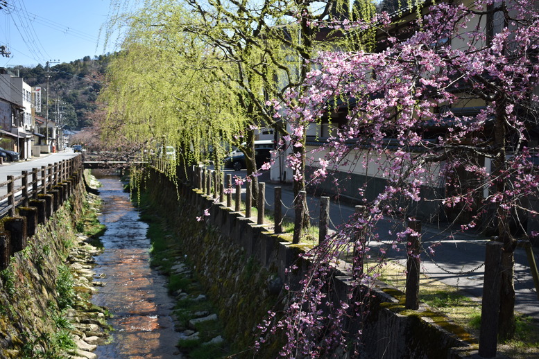 春の城崎温泉_観光地風景_桜並木