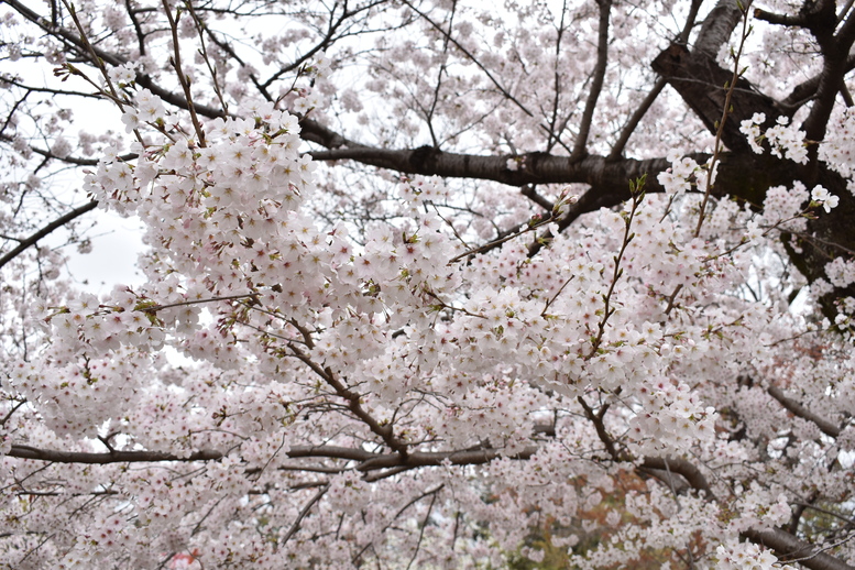 春の京都の名所観光_円山公園の桜