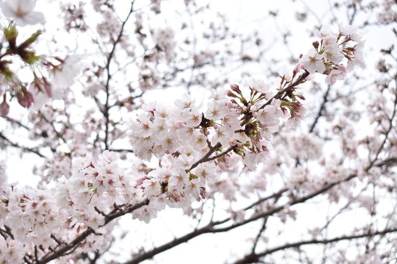 春の京都の名所観光_円山公園の桜