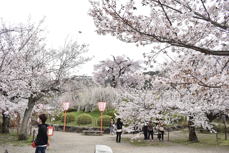 春の京都の名所観光_円山公園の桜