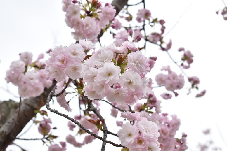 春の京都の名所観光_円山公園の桜