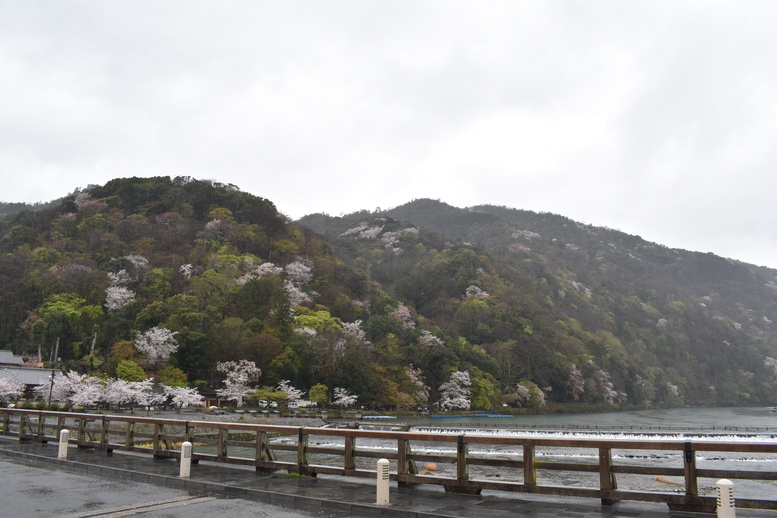 春の京都の見どころ_嵐山の桜_渡月橋