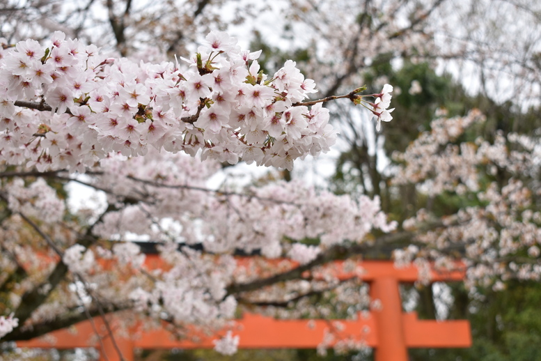 春の京都の名所観光_円山公園の桜