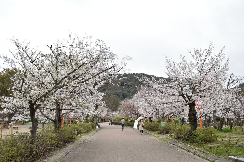 春の京都の名所観光_円山公園の桜