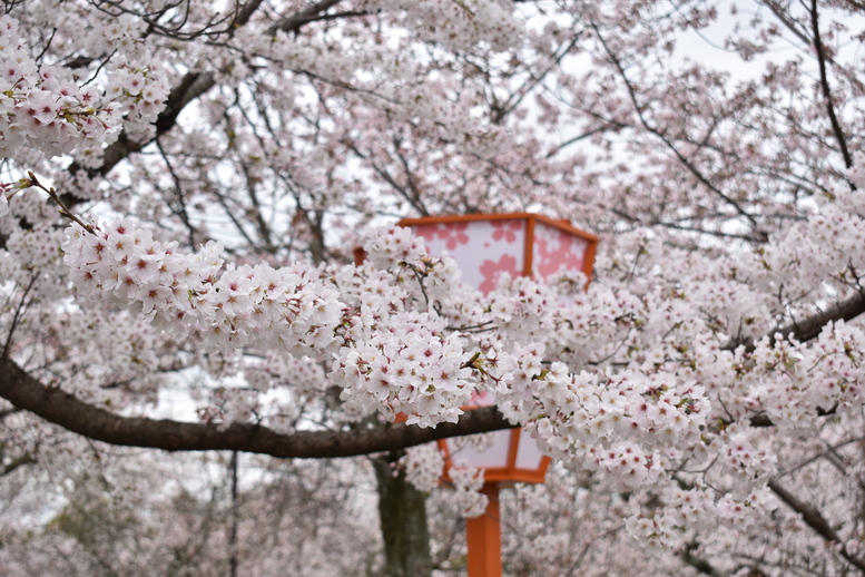 春の京都の名所観光_円山公園の桜