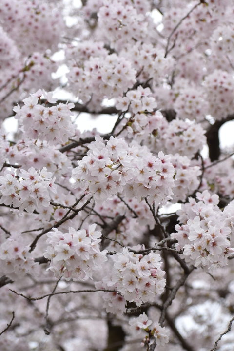 春の京都の名所観光_円山公園の桜