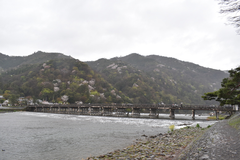 春の京都の見どころ_嵐山の桜_渡月橋