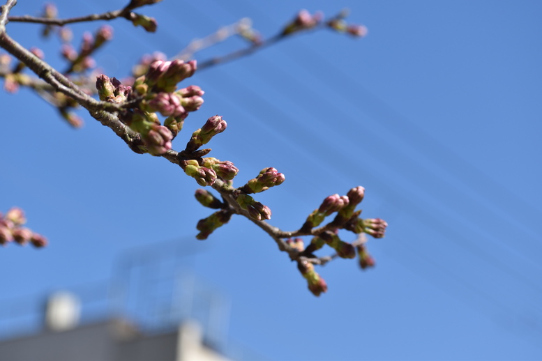 春の城崎温泉_観光地風景_桜の蕾