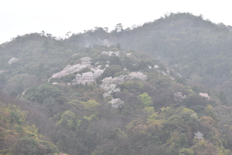 春の京都の見どころ_嵐山の桜_渡月橋