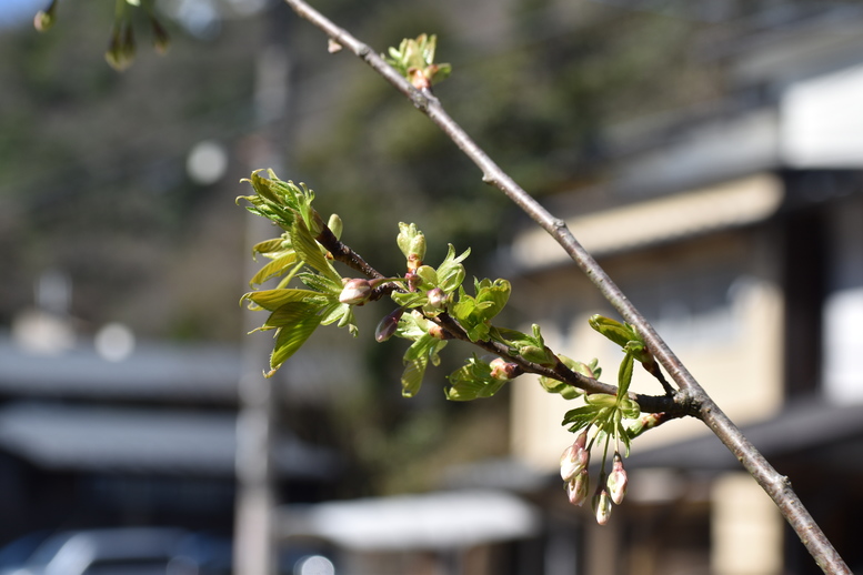 春の城崎温泉_観光地風景_桜の蕾