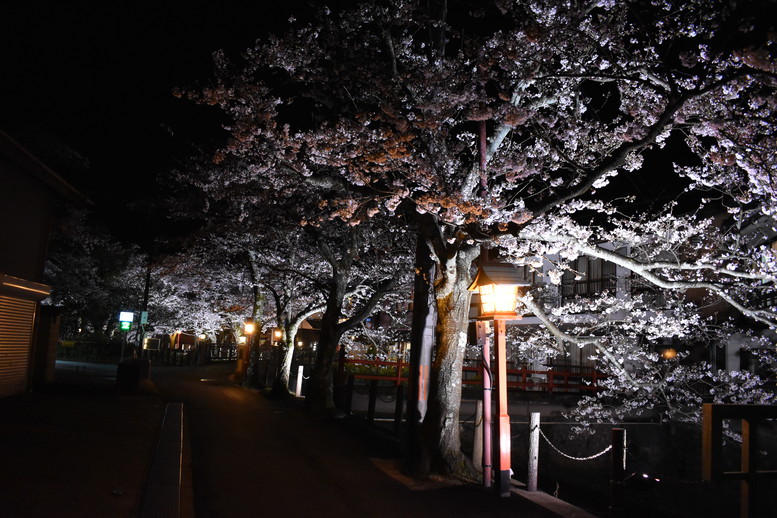 城崎温泉の風景_木屋町通りのライトアップ_夜桜