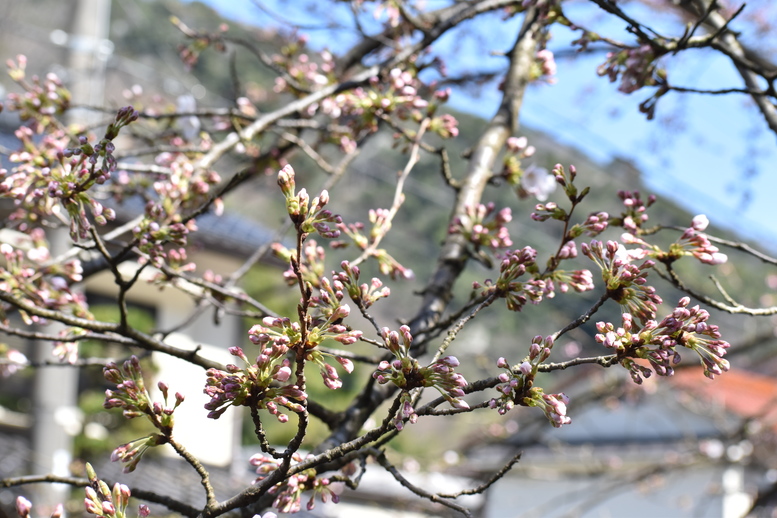 春の城崎温泉_観光地風景_桜の蕾