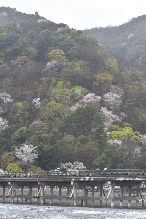 春の京都の見どころ_嵐山の桜_渡月橋