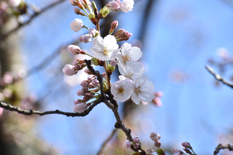 春の城崎温泉_観光地風景_桜の蕾と花