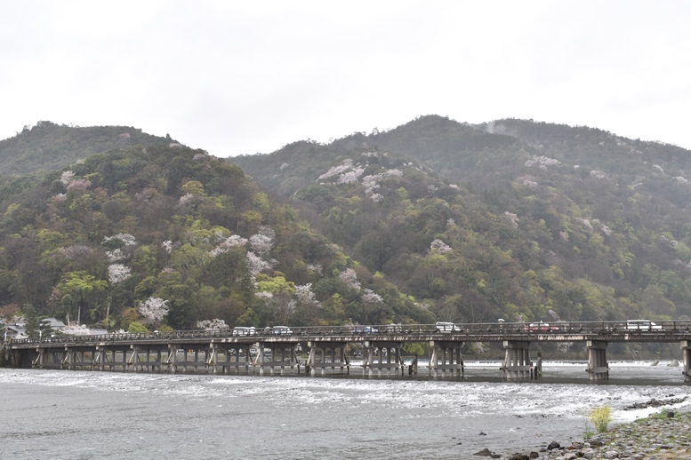 春の京都の見どころ_嵐山の桜_渡月橋