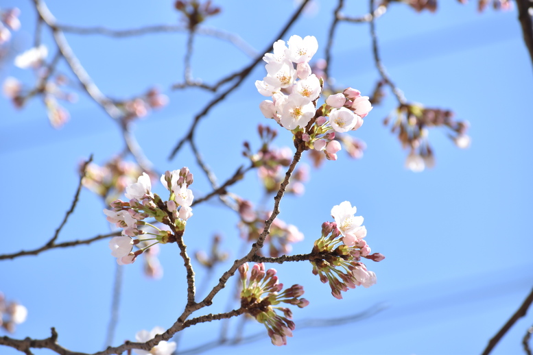 春の城崎温泉_観光地風景_桜の蕾と花