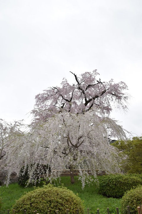 春の京都の名所観光_円山公園の桜_祇園の夜桜