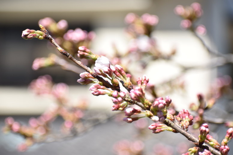 春の城崎温泉_観光地風景_桜の蕾